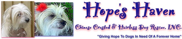 Hope's Haven - Chinese Crested and Hairless Dog Rescue, click to read Hope's Story