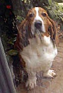 Tallulah