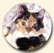 click to go to adoptable cats page