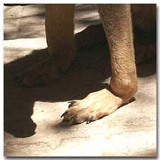 Photo of Jordie's left foot