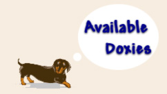 Available Doxies