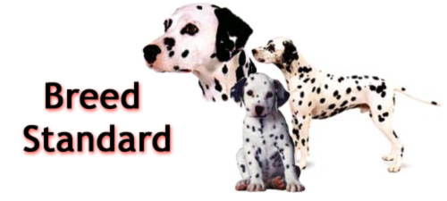 Breed Standard