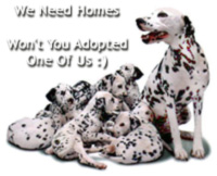 Please Adopt Us - Thank You :)