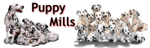 NO To Puppy Mills