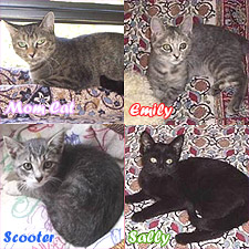 Momma and her kittens, Scooter, Sally and  Emily