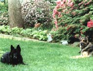 Gracie and George Outside