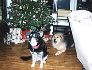 Wally, Wolfie and Lucy at X-mas