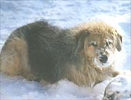 Lucy the Snow Dog