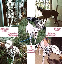 Koss Dalmatian Rescue Dogs