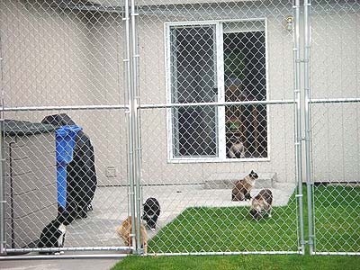 Kitties Play Pen