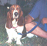 Daisy