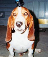 Opie