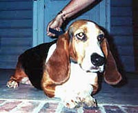 Sadie