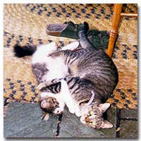 Dewey and the Little One