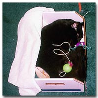 Charmed, laid to rest with all his favorite things