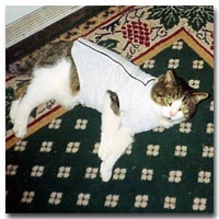 Hobo, a one time feral