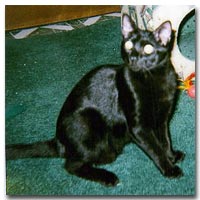 Velvet, Charmed's other brother