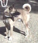 Chance, Looking For His Forever Home