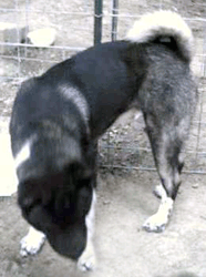 Sasquatch - Great Guy