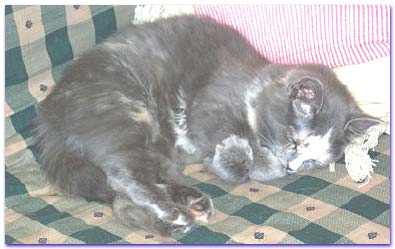 Cute little Sadie sleeping