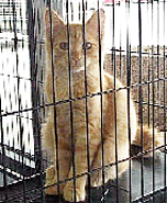 Kitty waiting for a home
