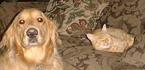 Gabby (orange tabby kitty in photo)