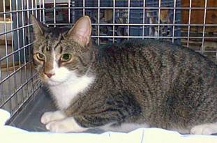 Tuffy